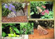 le jardin des papillons, Alsace