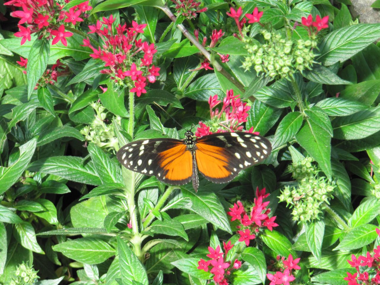 le jardin des papillons, Alsace